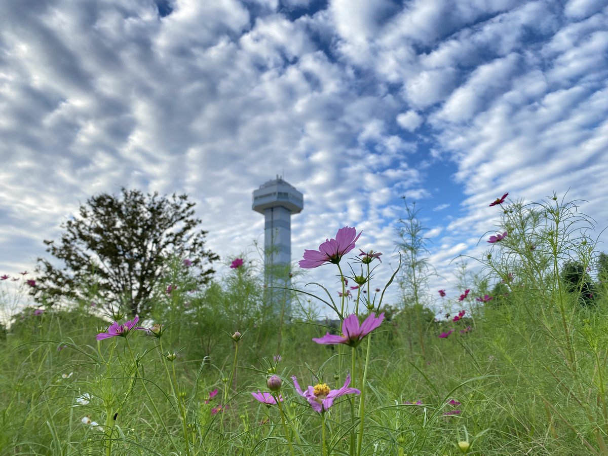 dOMSRRtckmWpAm7's tweet photo. 【木曽三川公園センター】
10/5（月）開花状況💐

今朝のコスモスの様子をお届けします。
花弁の縁が色付いていたり、中心がじんわり染まっていたり、品種によって咲き方はさまざま😊
じっくり観察しながら、お気に入りの花を見つけてみてください✨

#木曽三川公園 https://t.co/uUsTHTTM3o