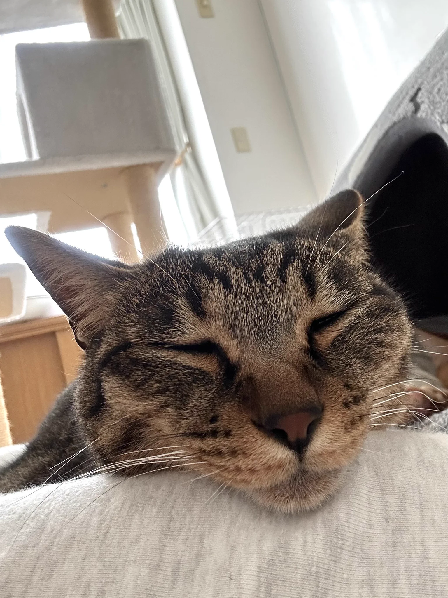ごんねこ on X / X