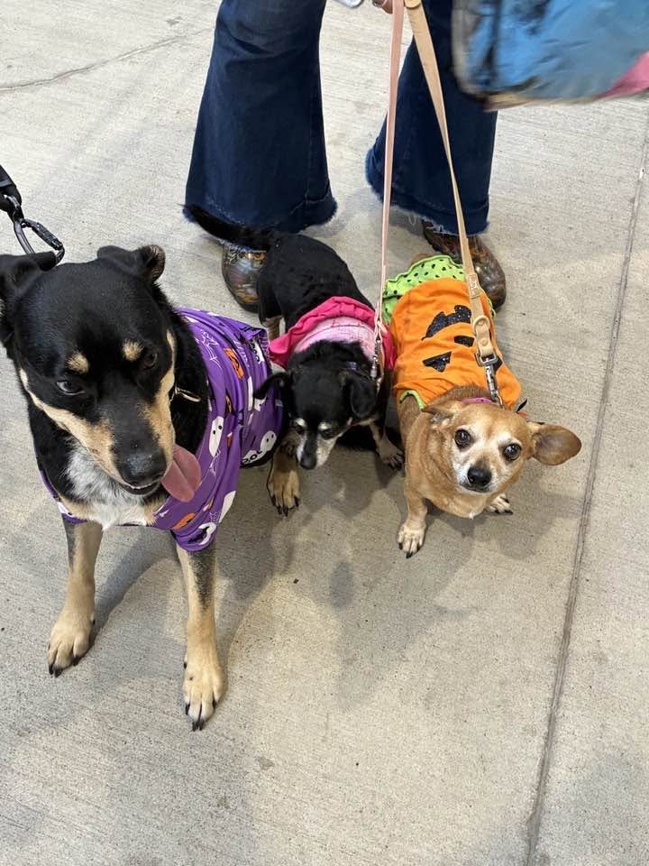 texsportpub's tweet photo. Furry @HoustonDash fans & their human companions prior to the match against @WashSpirit as part of "Pups at the Pitch." presented by @CollegeAveLoans
#DashOn @NWSL https://t.co/M8aCG5EiYC