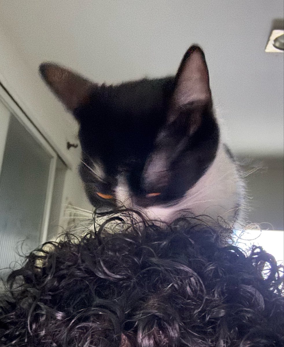 Lepolepson's tweet photo. Casualmente se alimentando do meu cabelo https://t.co/wpjS0VSjkY