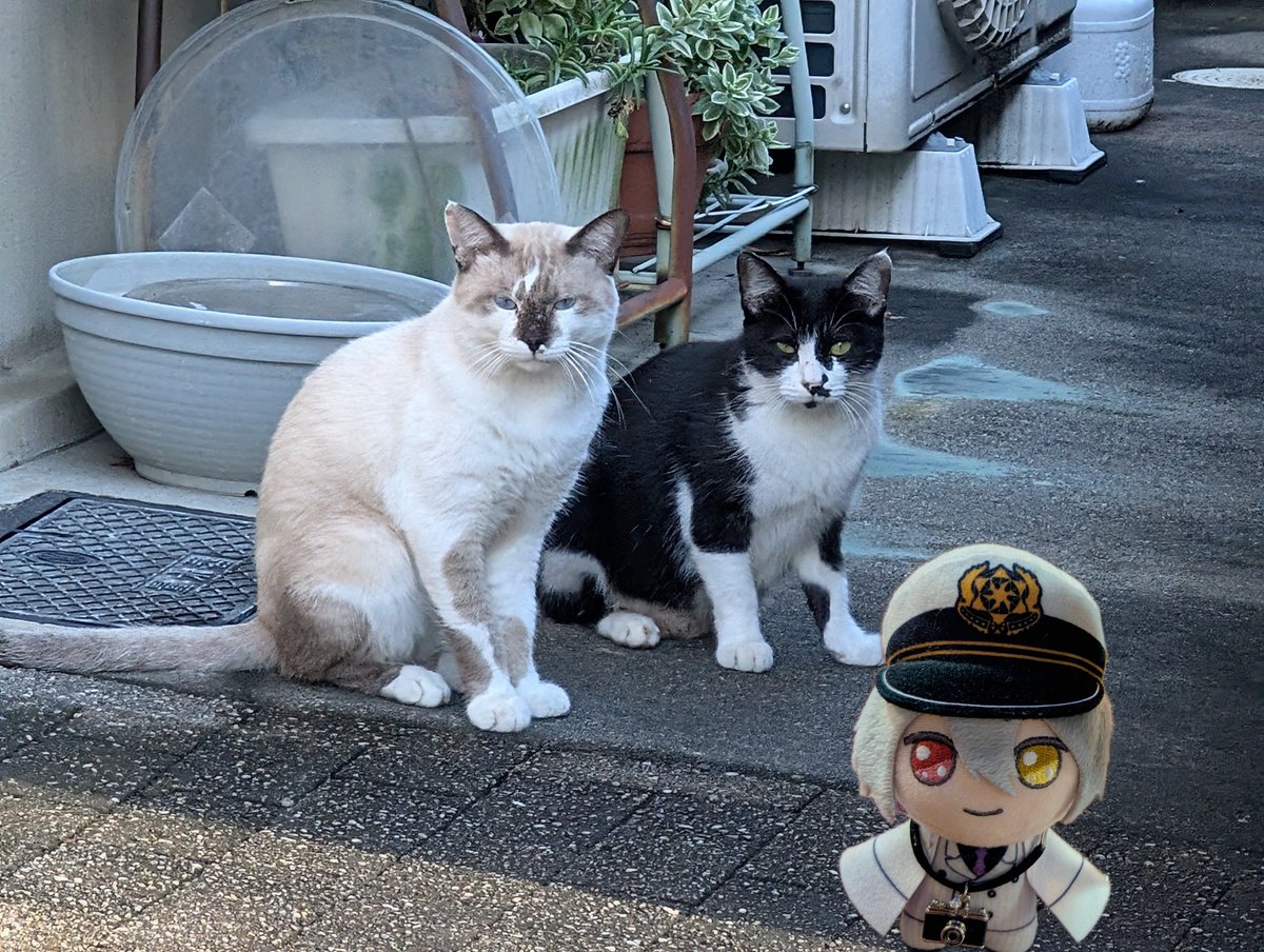 raqia_mhyk's tweet photo. 💼おはよう！
近所の猫たち、朝の猫会議の真っ最中
ねぇねぇ、どんなおしゃべりしているの？
僕も混ぜてよ

#まほやく_ぬい
#月曜ぬいMorning https://t.co/6T0jJn53RN