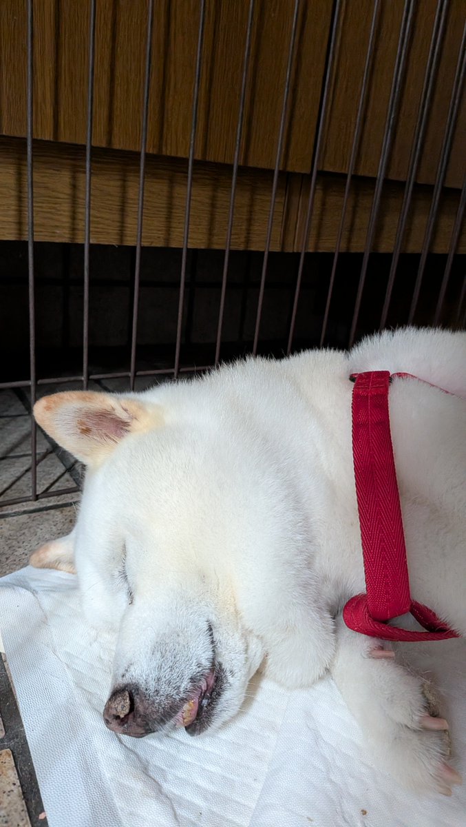 mofmof_lab's tweet photo. グースカ
#柴犬 https://t.co/TquCEuTqNK