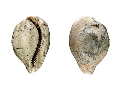 Zootaxa's tweet photo. Peramphiperas #NomenNovum, pro Marquezella Dolin & Garvie 2026 (#Mollusca), non Marquezella Plasencia et. al. 2018 (#Conodonta)
#taxonomy
https://t.co/3UgMZsoryd https://t.co/AF4gibYyDQ