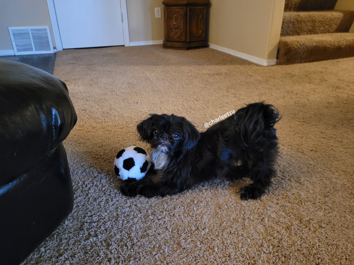charleetzu's tweet photo. Hi furiends! 

I gots me soccers ball out, who wants to play???

#dogs #dogsoftwitter #shihtzu https://t.co/mHt4koOXmj