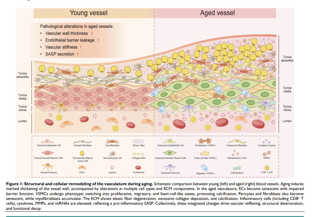 exosome's tweet photo. Vascular aging...what it is...and how to fight it....a great review...

https://t.co/vnMNQ3nefw https://t.co/yMnZUbgUXV