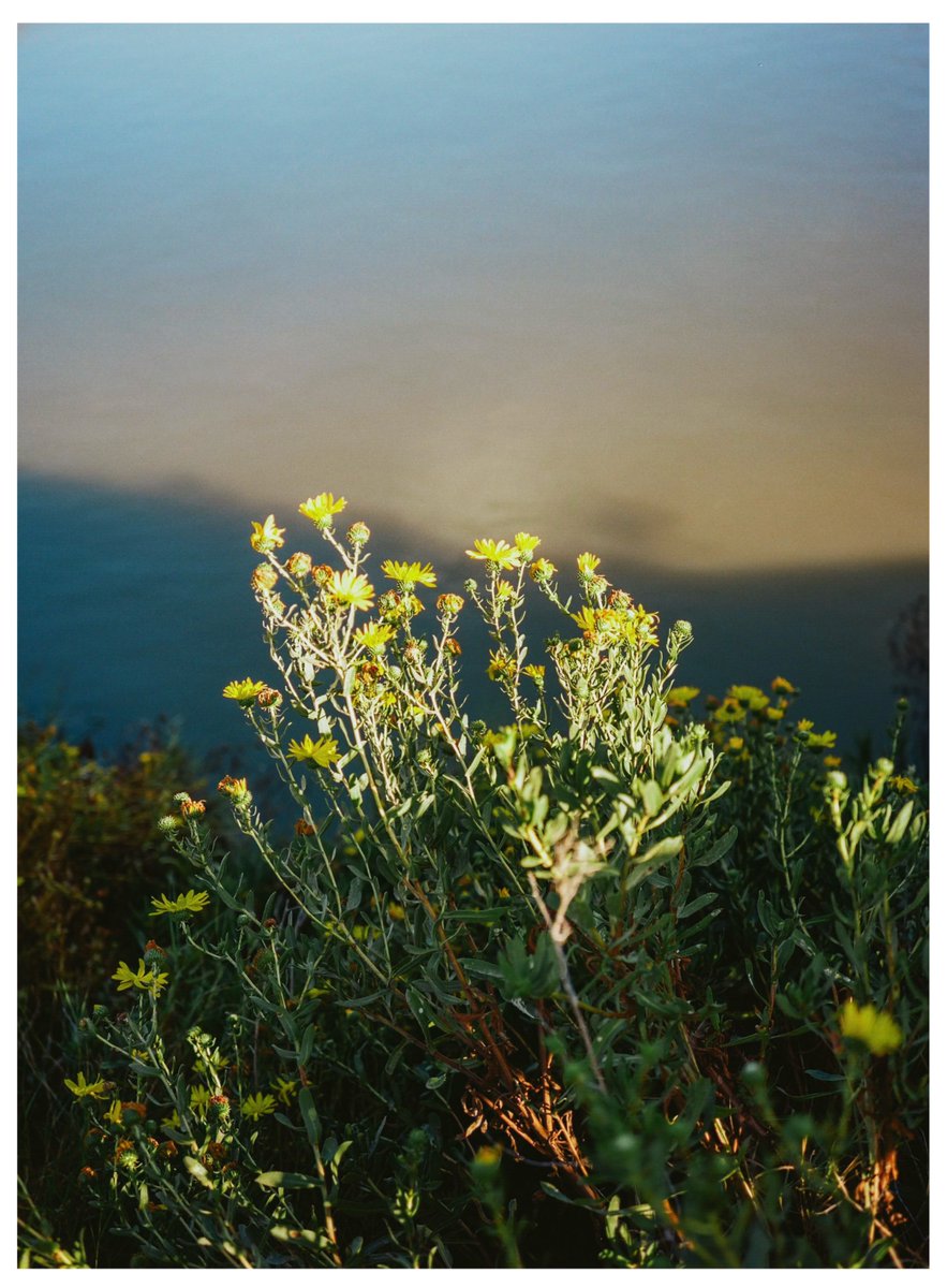 dishk15's tweet photo. Kodak Portra160 https://t.co/fzQOmlMMnf