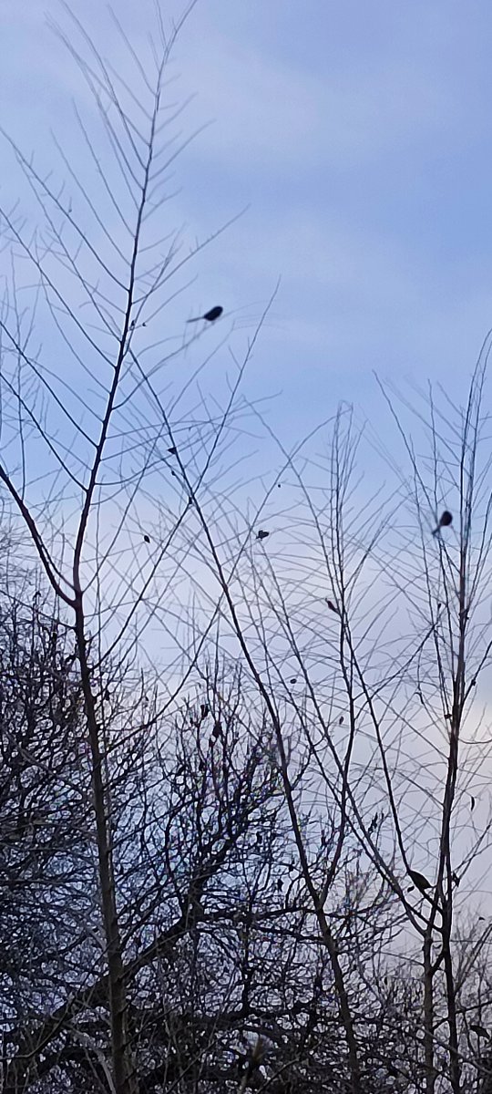 ZenithVoyaliwu's tweet photo. [Is it the dusk of the new moon that brings such a moment of quiet longing]， https://t.co/Tebpg5firL