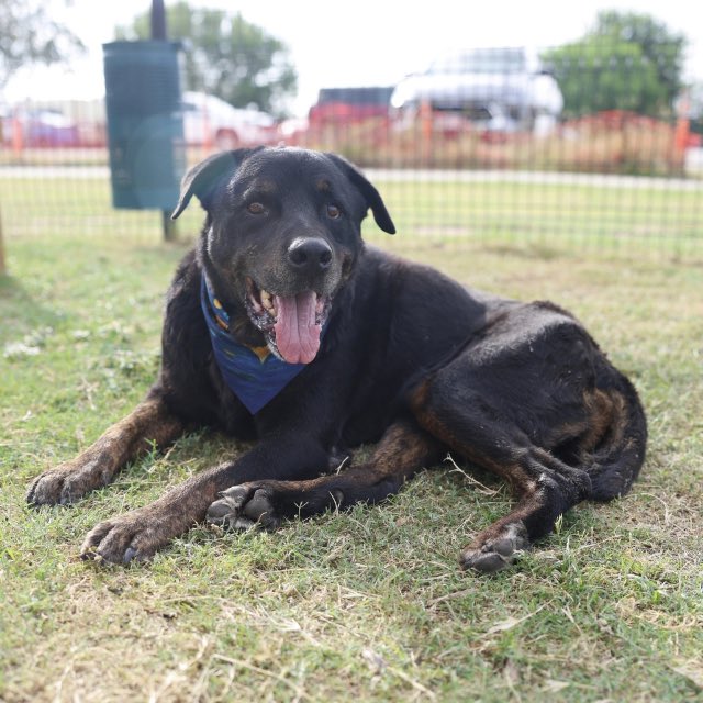 _taysmyoxygen1d's tweet photo. REX 💙#A827535 

To #AdoptDontShop 📧 acsadoptions@sanantonio.gov 
☎️2102076666

To #foster 📧
acsrescue-foster@sanantonio.gov 
☎️2102076669

Out of state adopters contact the rescues in the pic: https://t.co/uaQ71D3XmO