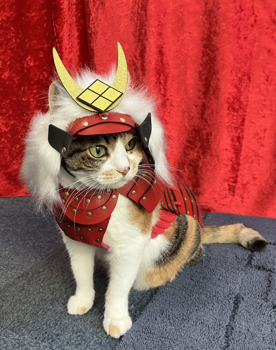 the_samurai_age's tweet photo. 今日のにゃんざむらい⚔️
#samuraiage #ペット鎧 https://t.co/H7yNc0JWDc
