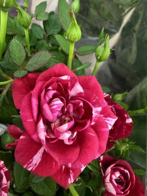 A close-up photograph of a vibrant magenta and white striped rose in bloom, surrounded by green foliage and rose buds.