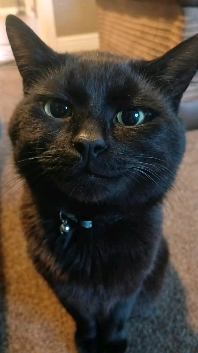 blackscats's tweet photo. He really said : "😼" https://t.co/D6RgFjzj6a