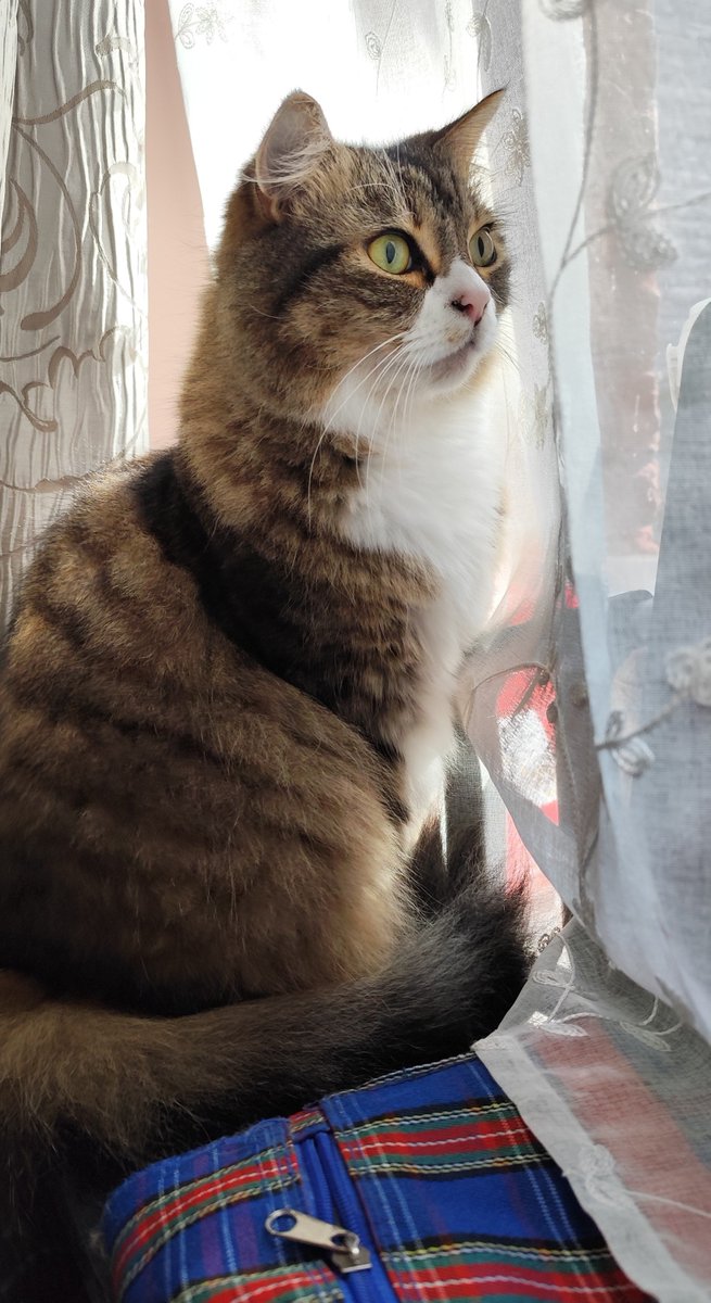 AnjataLorca's tweet photo. Hello
Monday today
Day for my errands 😊
Cooking soup 🍲 with cauliflower
Physio therapy for my arm this afternoon
Weather is cloudy ⛅
I wish you a good day❤️
Kalyssan😺is a handsome boy❤️
#Teambasement https://t.co/FcL1Pa9OLd