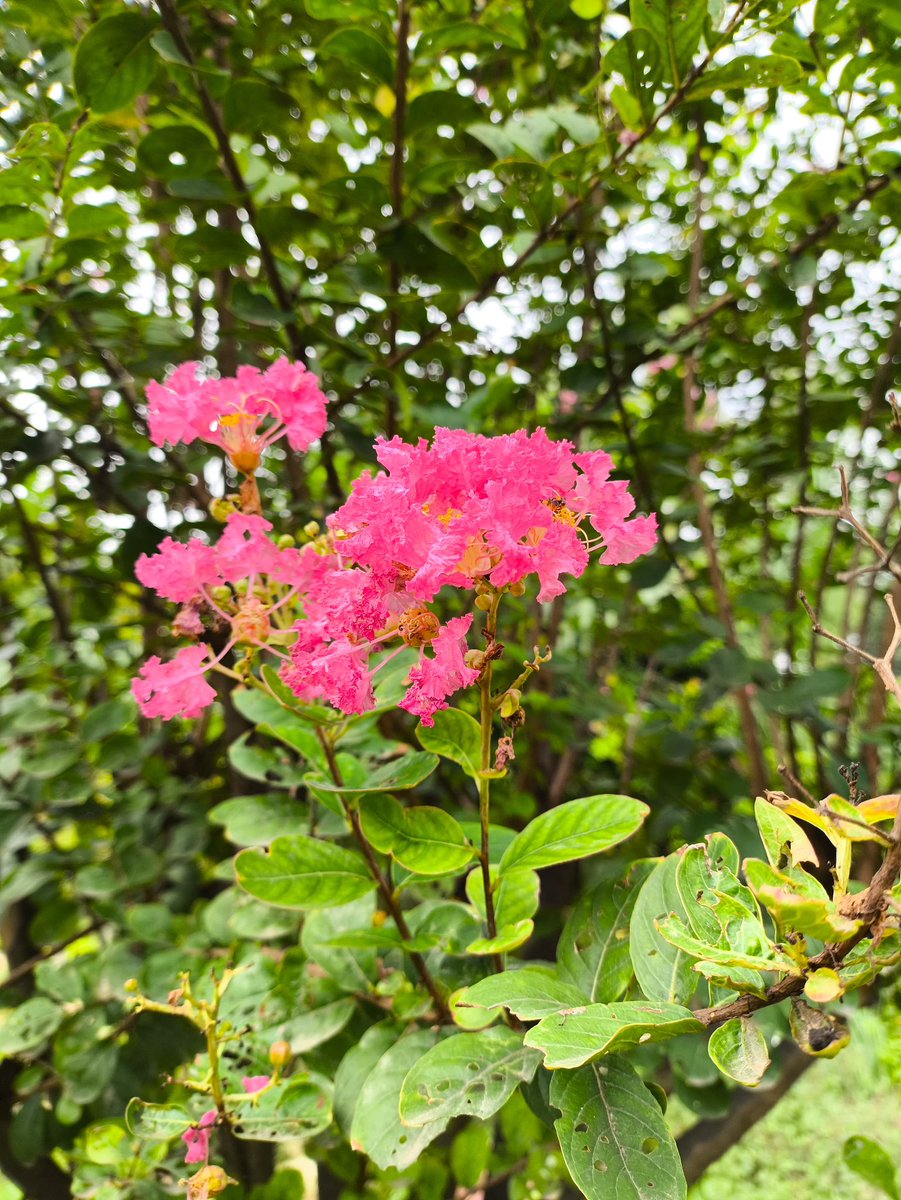 QuietFrames15's tweet photo. A little blossom holds the power to cheer up your entire mood.
Blooming softly, without asking for permission to be beautiful. 🌸
Maybe that’s the kind of growth we all need quiet, effortless, and on our own time.
📸 https://t.co/K9GBB6RNmm