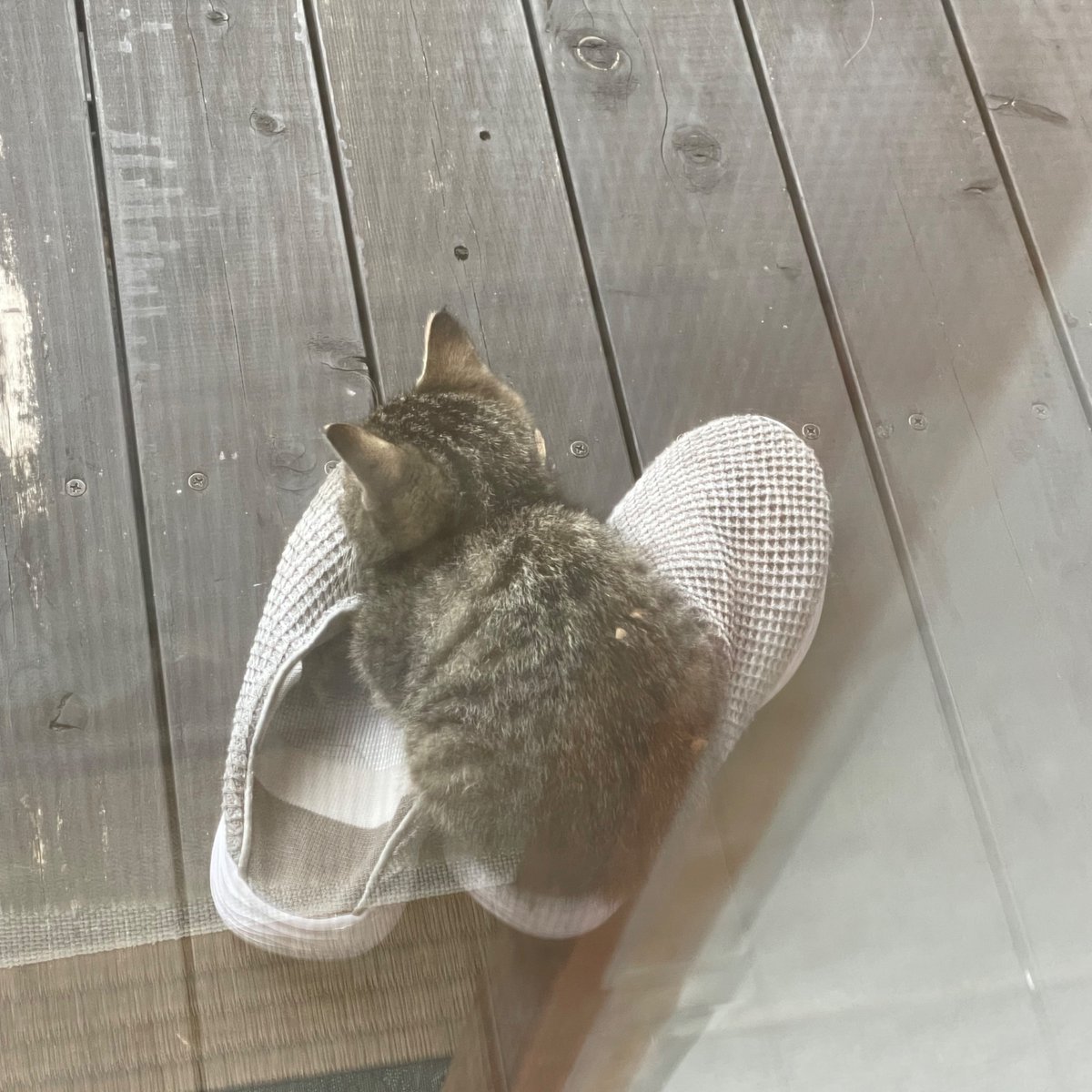hGOSgHSPj3JVuXP's tweet photo. 外に出ようとしたら、スリッパの上に子猫が😳❣️✨ https://t.co/yL0vq17KPa