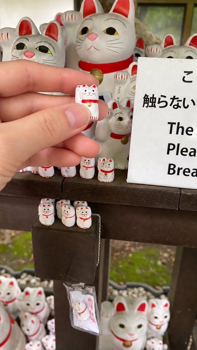 tirolnyan's tweet photo. 豪徳寺で御守りを授かって奉納してきました
お空の先代ちゃんと、ちーたんの御守り。
ずっと幸せを願ってるよ💙🤎 https://t.co/EYPj5yCUPj