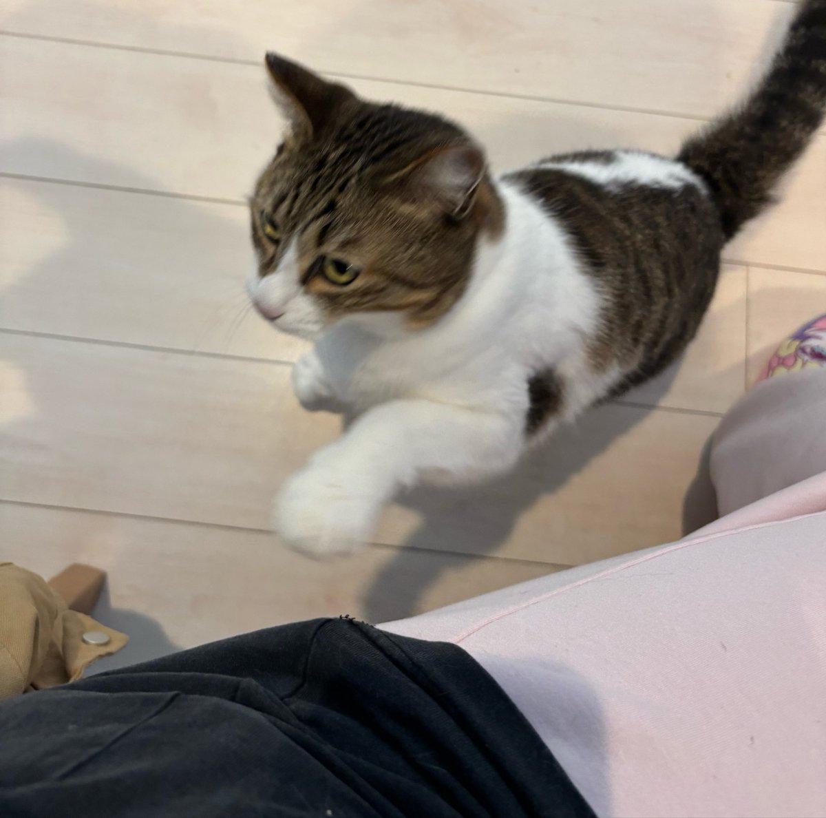 4ne53_nyan's tweet photo. ママんち行って猫と戯れてた https://t.co/IYV1Z1u1ud