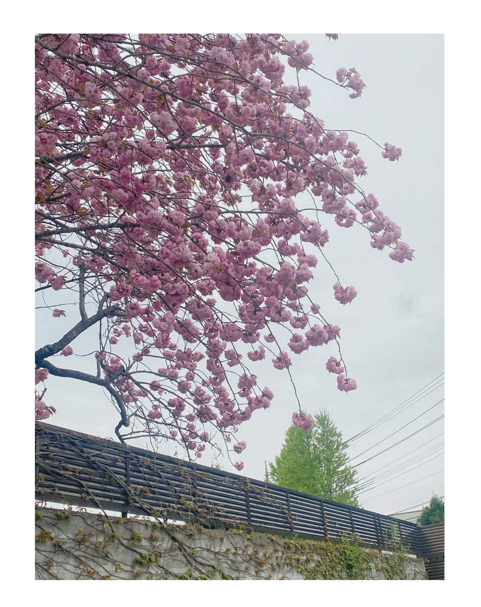 deliciiuz's tweet photo. Spring in Kawaguchiko 
April 2026 https://t.co/a3Fibx6aRz