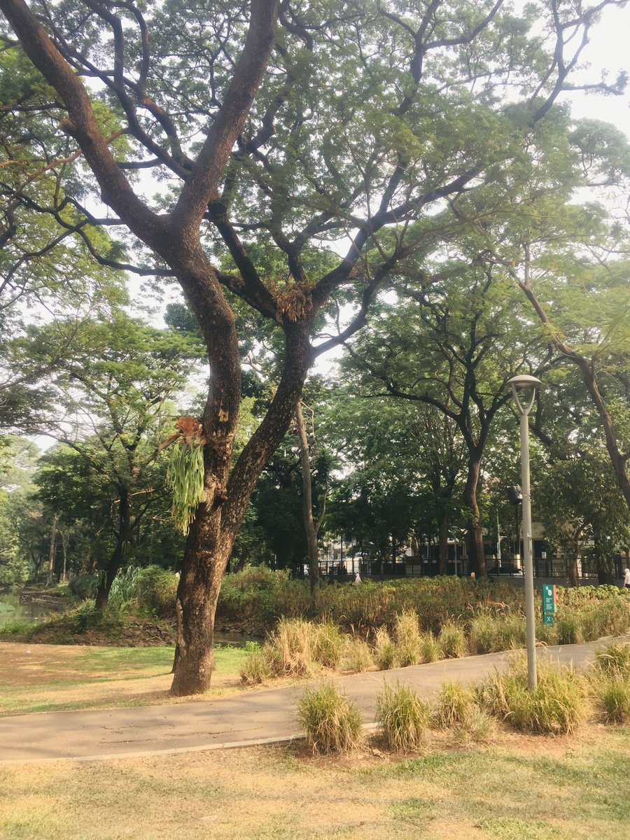 phebesarchive's tweet photo. public park ๐ฆ #treeposting https://t.co/0LxE3ihTsp