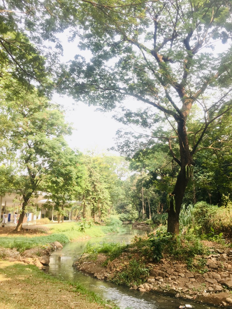 phebesarchive's tweet photo. public park ๐ฆ #treeposting https://t.co/0LxE3ihTsp
