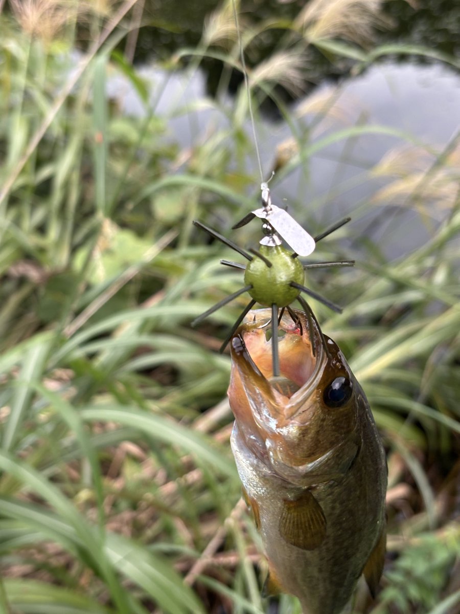 thtackle2's tweet photo. 裏で進めていたホバリンブライスのプロペラを搭載したモデルが完成しており、フィールドテストでも満足できるレベルになっています。
これはしばらく自分だけで使いたかったのですが、リップ付きが抜けた穴を埋めるために前倒しでの販売となります。 https://t.co/eyy2221Ycl