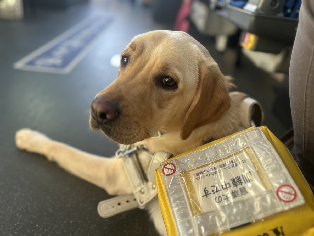 lightguidedog's tweet photo. はじめてのバス訓練🚌💨
⁡
い ままで学んできたことをしっかり活かせたね！
お となしく伏せてウトウト😪
うんと褒めさせていただきました✨️
⁡
 #盲導犬 #訓練犬 #ラブラドール #大型犬 https://t.co/3YzzWtIFAf