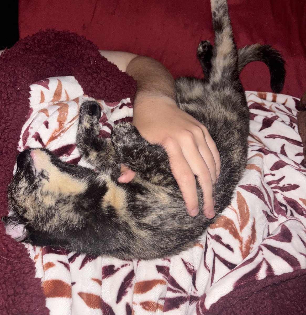 Stupiido_'s tweet photo. “She has so many beds where does she normally sleep?” 

Mf mine https://t.co/GYv3rXPVbf