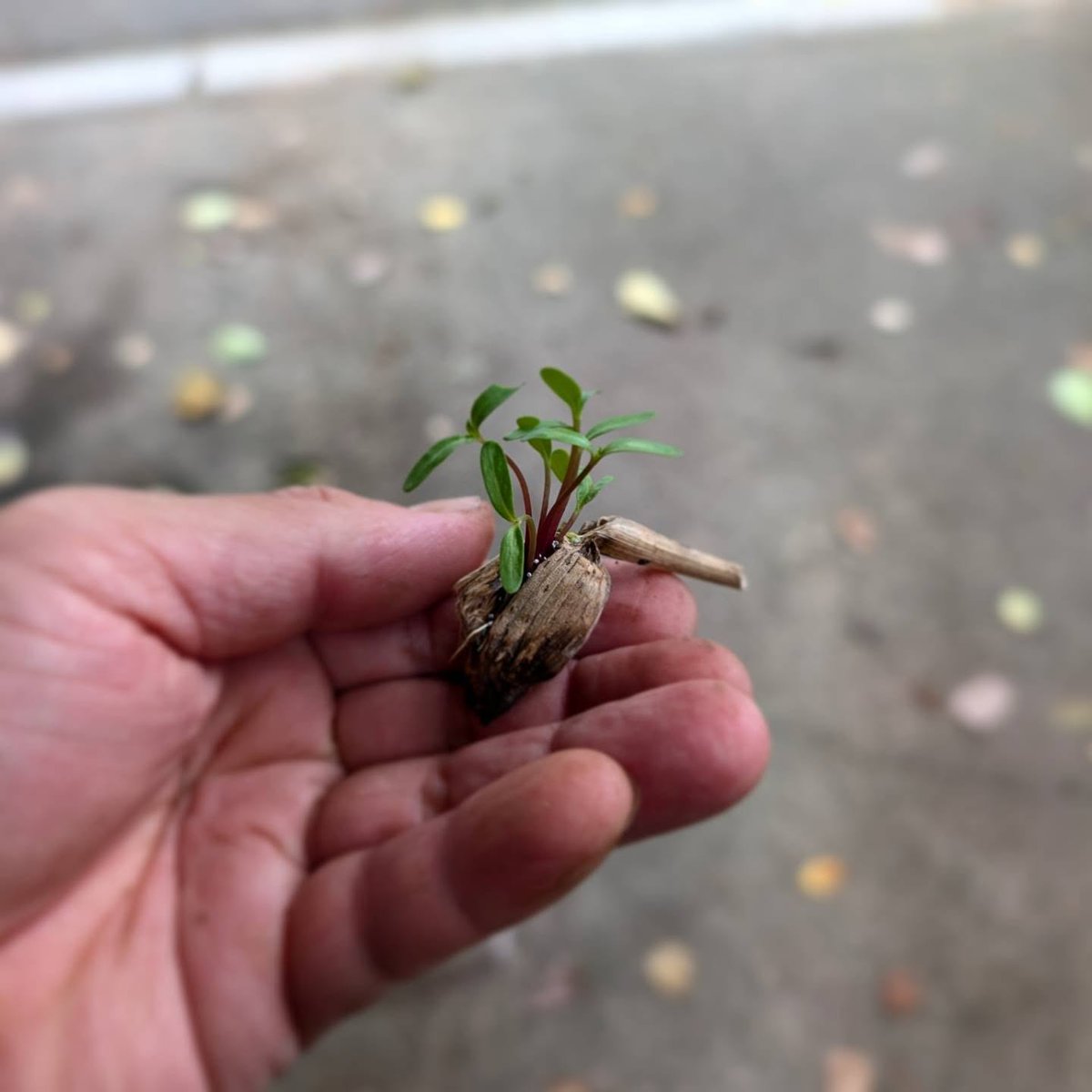 KalilCurtis's tweet photo. 畑のマリーゴールド。乾燥した花の中から芽が出ていた。水分を保ち、寒さを越えるための植物の命の紡ぎは本当に興味深い。 https://t.co/81gsExdbBD