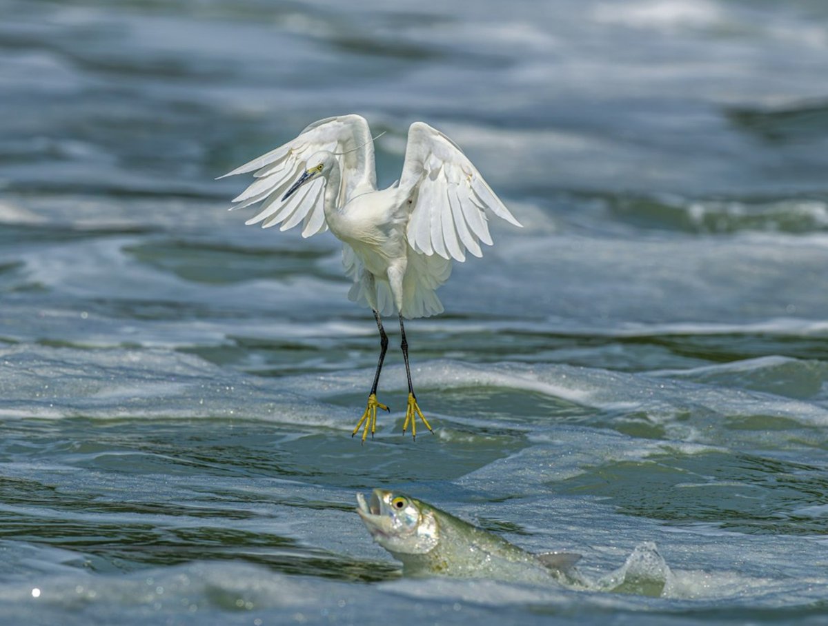 CRCiencia's tweet photo. Una garza en plena faena pesquera en el lago Yundang en Xiamen, China (VCG, 2026) https://t.co/8IFFwUD3gY