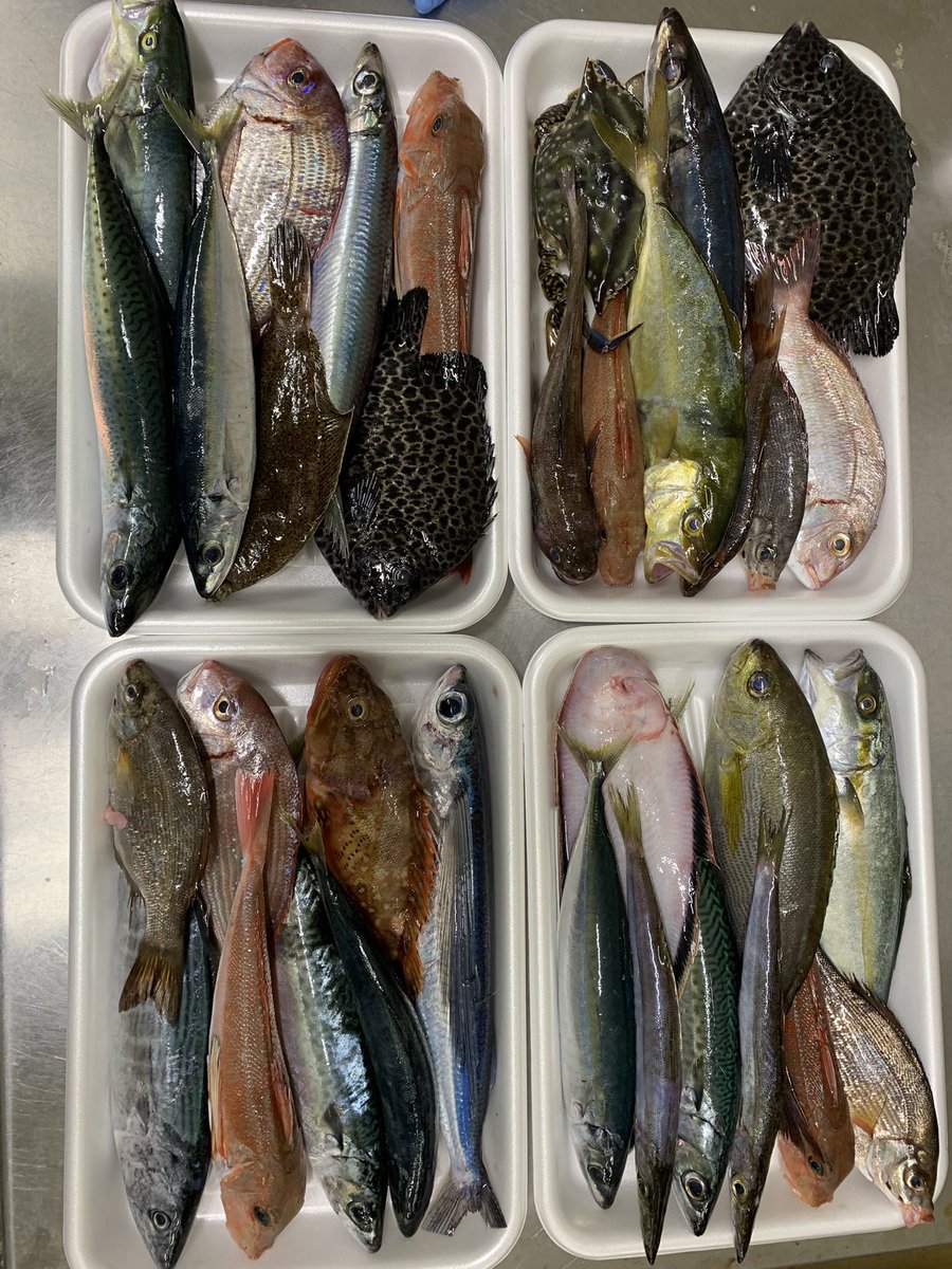 skanayaneko's tweet photo. お魚セット1パック258円で販売中です❓ https://t.co/h1t5ekWkFa