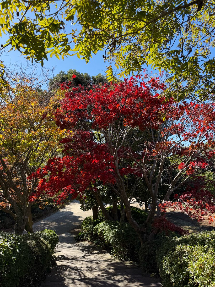 deemg46's tweet photo. Autumn teaches us that letting go can be beautiful too❤️🍁🍂 https://t.co/UoMxTyCxJI