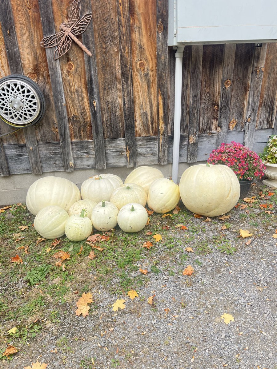 diamondauraa's tweet photo. Not a single orange pumpkin im trying not to complain because im always grateful https://t.co/t0jSyCnTeM
