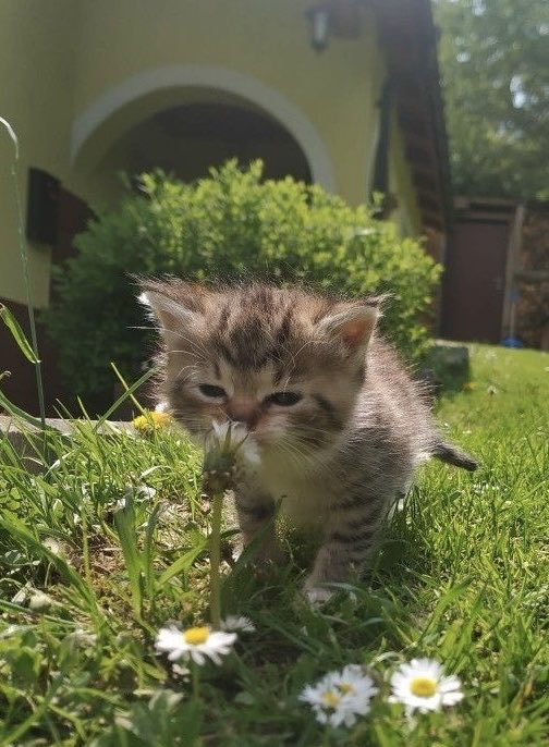 glubfayel's tweet photo. 🐈🌷 https://t.co/vYQPh8yNf0