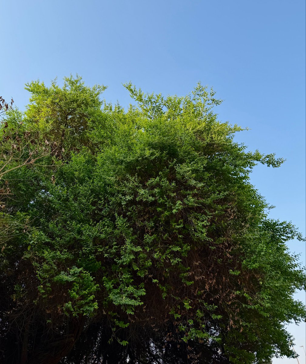 ThisssisM's tweet photo. I hope the trees know that I notice them https://t.co/g5liFdpjQZ
