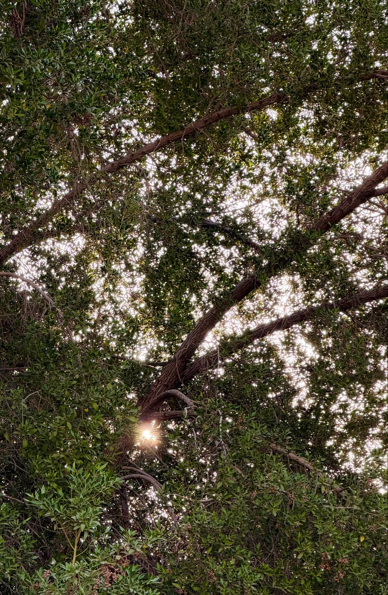 ThisssisM's tweet photo. I hope the trees know that I notice them https://t.co/g5liFdpjQZ