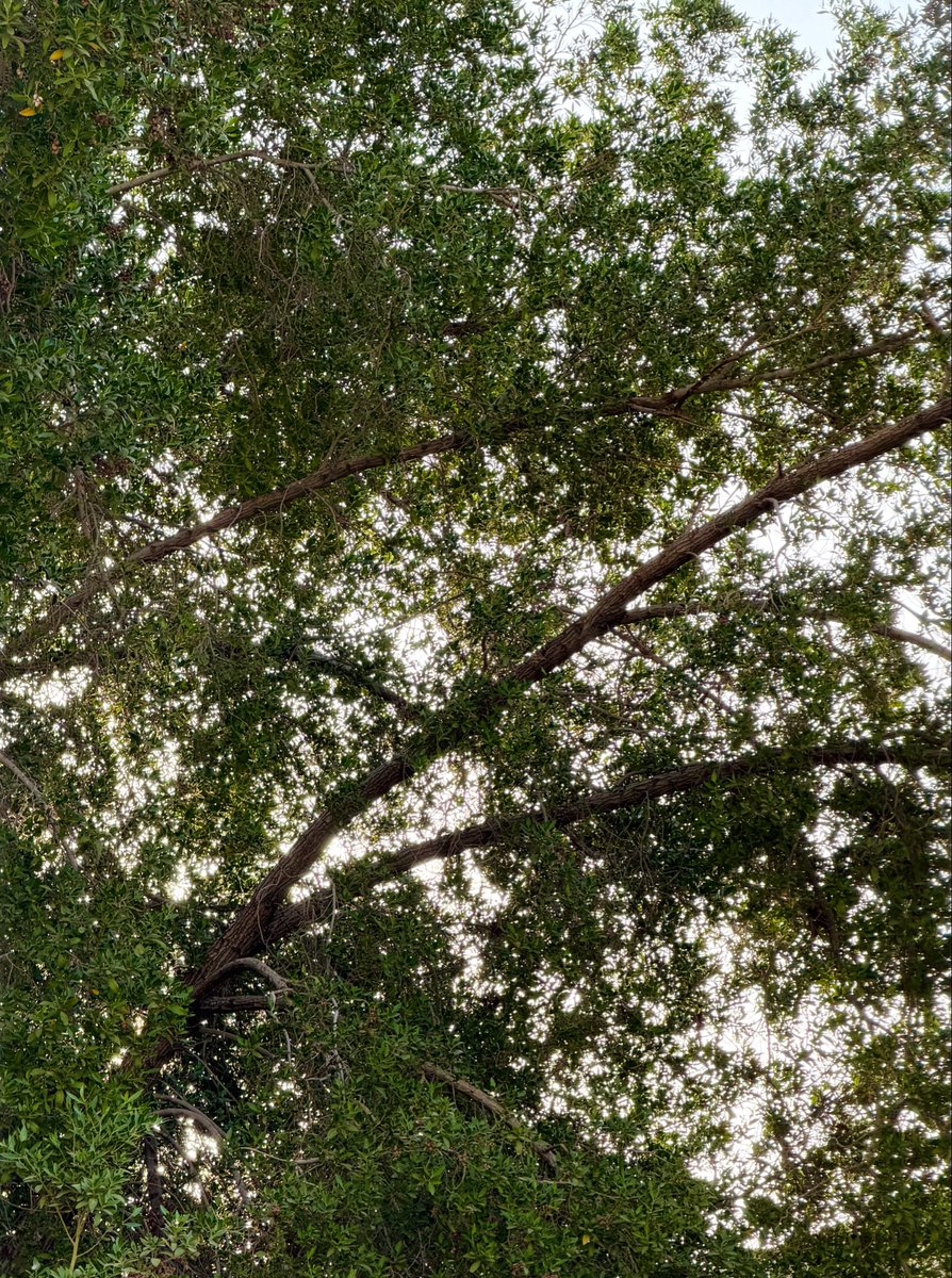 ThisssisM's tweet photo. I hope the trees know that I notice them https://t.co/g5liFdpjQZ