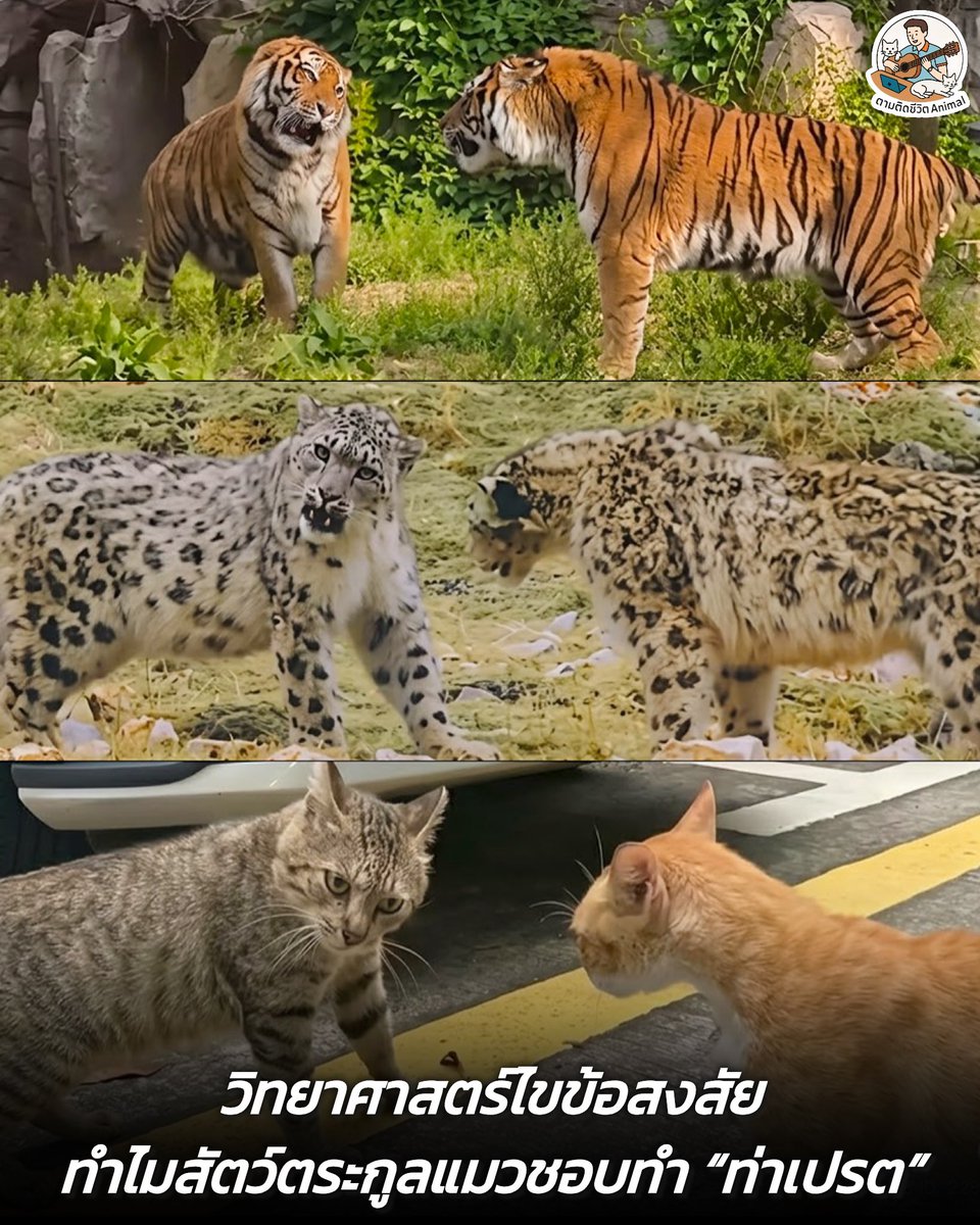 AnimalFW_TH's tweet photo. เคยสงสัยไหมฮะว่า ทำไมน้องแมวบ้านไปจนถึงสัตว์ตระกูลแมวใหญ่อย่างเสือ เวลาเตรียมจะปะทะกันถึงต้องทำท่า "เอียงคอ หูบิน เป็นแมวเปรต" ดูเผินๆ อาจจะเหมือนน้องกำลังทำหน้าตลกๆ แต่ความจริงแล้วนี่คือสัญชาตญาณการเอาตัวรอดและศิลปะการต่อสู้ขั้นสุดยอดต่างหาก ถึงมันจะตลกก็เถอะ 😳😧😆
อาณาจักรสัตว์โลก มีม&สาระ By ตามติดชีวิตAnimal
เหตุผลที่น้องๆ ต้องงัดท่าเปรตนี้ออกมาใช้ มีที่มาที่ไปดังนี้ฮะ

ปกป้องจุดสำคัญ : ลำคอคือจุดอ่อนที่สำคัญที่สุด การเอียงหน้าและกดคอลงจะช่วยซ่อนเส้นเลือดใหญ่และหลอดลมเอาไว้ ทำให้อีกฝ่ายพุ่งเข้ามากัดได้ยากขึ้น

เตรียมพร้อมสวนกลับ : องศาการเอียงหน้านี้ ช่วยให้น้องกะระยะสายตาเพื่อพุ่งเข้าไปงับคอหรือจุดอ่อนของอีกฝ่ายได้ถนัดและรวดเร็วที่สุดหากเกิดการสวบกันนน

หูบิน หรือเก็บใบหูให้ปลอดภัย : ท่านี้มักมาพร้อมกับการพับหูไปด้านหลังแบนๆ ติดกับหัว เพื่อป้องกันไม่ให้อีกฝ่ายตบหรือกัดใบหูซึ่งบอบบางและฉีกขาดได้ง่ายฮะ

ถึงท่าทางของน้องจะดูฮาแค่ไหน แต่นี่คือสัญชาตญาณนักล่าที่ฝังอยู่ในสายเลือดตั้งแต่ไซส์มินิไปจนถึงไซส์เบิ้มกันเลยทีเดียวฮะ

แน่นอนว่าทุกครั้งที่เราเจอน้องแมวที่บ้านกำลังตั้งท่านี้ใส่เรา ให้เข้าใจไว้เลยว่า พวกบวกกับทาสสุดๆ 🤣

เรียบเรียง 🖋️ แอดเพา
#แมว #หมา #ทาสแมว #อาณาจักรสัตว์โลก #ตามติดชีวิตAnimal