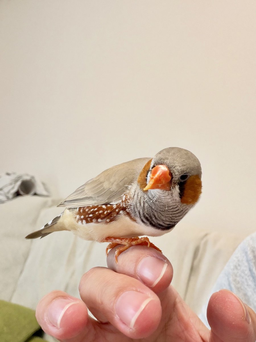 27yuralily's tweet photo. 呼ばなくても飛んでくるようになった🐦 https://t.co/DB06V6TRsL