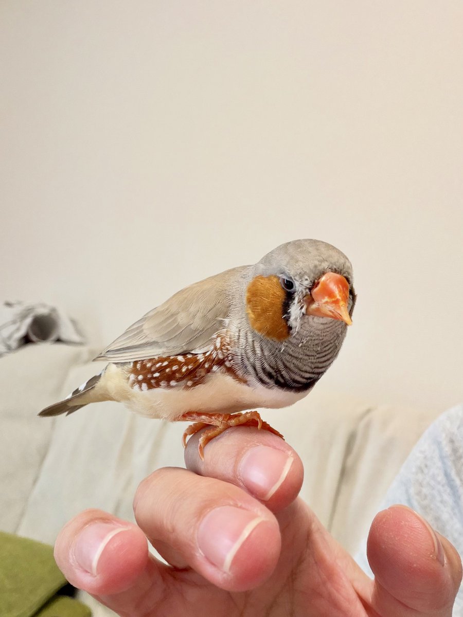 27yuralily's tweet photo. 呼ばなくても飛んでくるようになった🐦 https://t.co/DB06V6TRsL