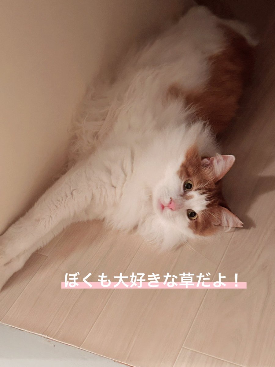 mof2_rintsu's tweet photo. 要にゃんこ亭で朝のボランティア🌱 
柔らかくて農薬や寄生虫の心配がないと言われている「犬猫たのし草」を差し入れに持っていきました。みんなに大人気であっという間になくなってました😹

#要にゃんこ亭　#保護猫喫茶　#保護猫カフェ　#里親募集　#猫草　#犬猫たのし草　#ITANSE https://t.co/p3duLo1yAr