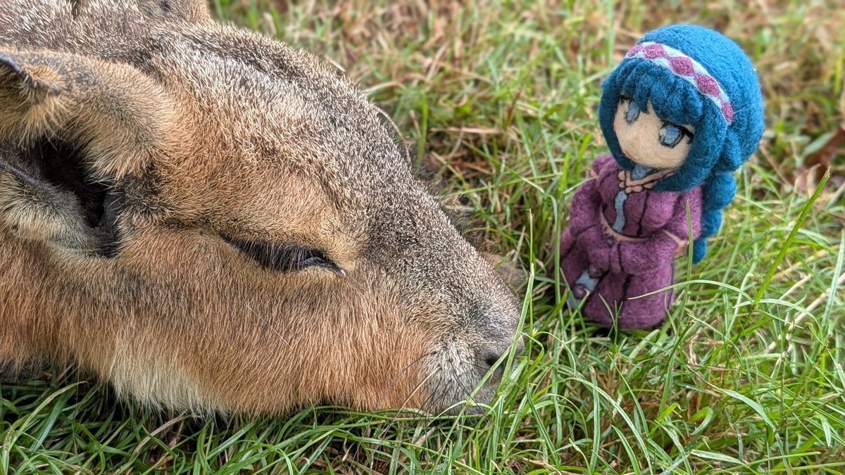 sadakonanndesu's tweet photo. マーラ🐹 https://t.co/6mndqWF3IW