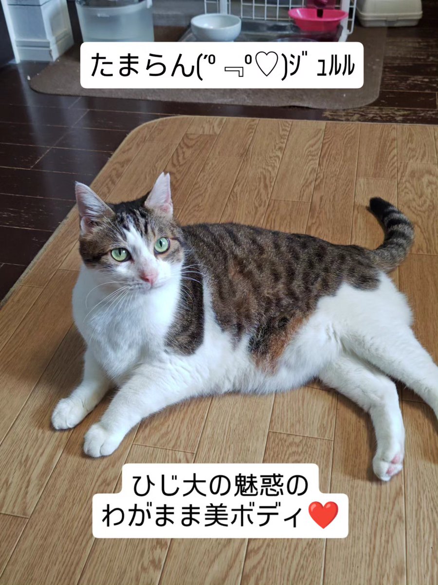 somasomaneko's tweet photo. ひじ大さんの魅惑のわがまま美ボディ💘

お腹がたまらん🤤

このちょっと大きめな子の里親さんを募集しています。

10月10日多摩市役所譲渡会でお待ちしています! https://t.co/SraAYhqzIR