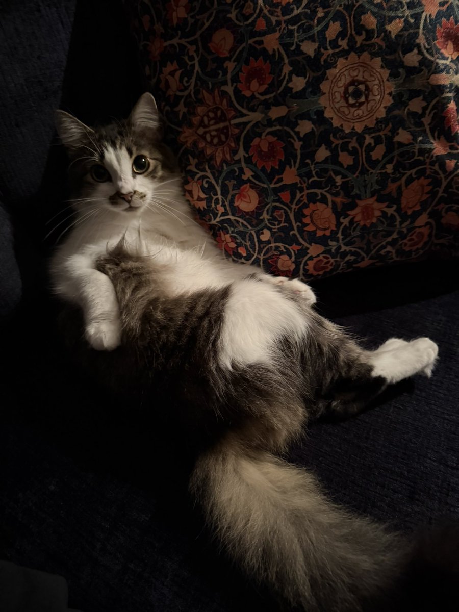 ImQuestionables's tweet photo. My cat is so cat https://t.co/0Nt4lg8umz