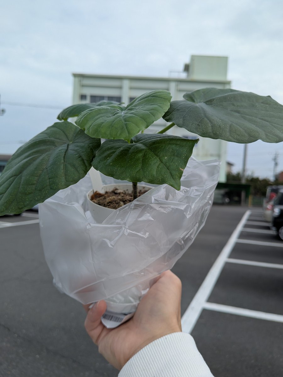 aty___567's tweet photo. ウンベラータなる観葉植物を手に入れた🪴
今日からよろしくな！
 #観葉植物 https://t.co/GicmcgTDqu