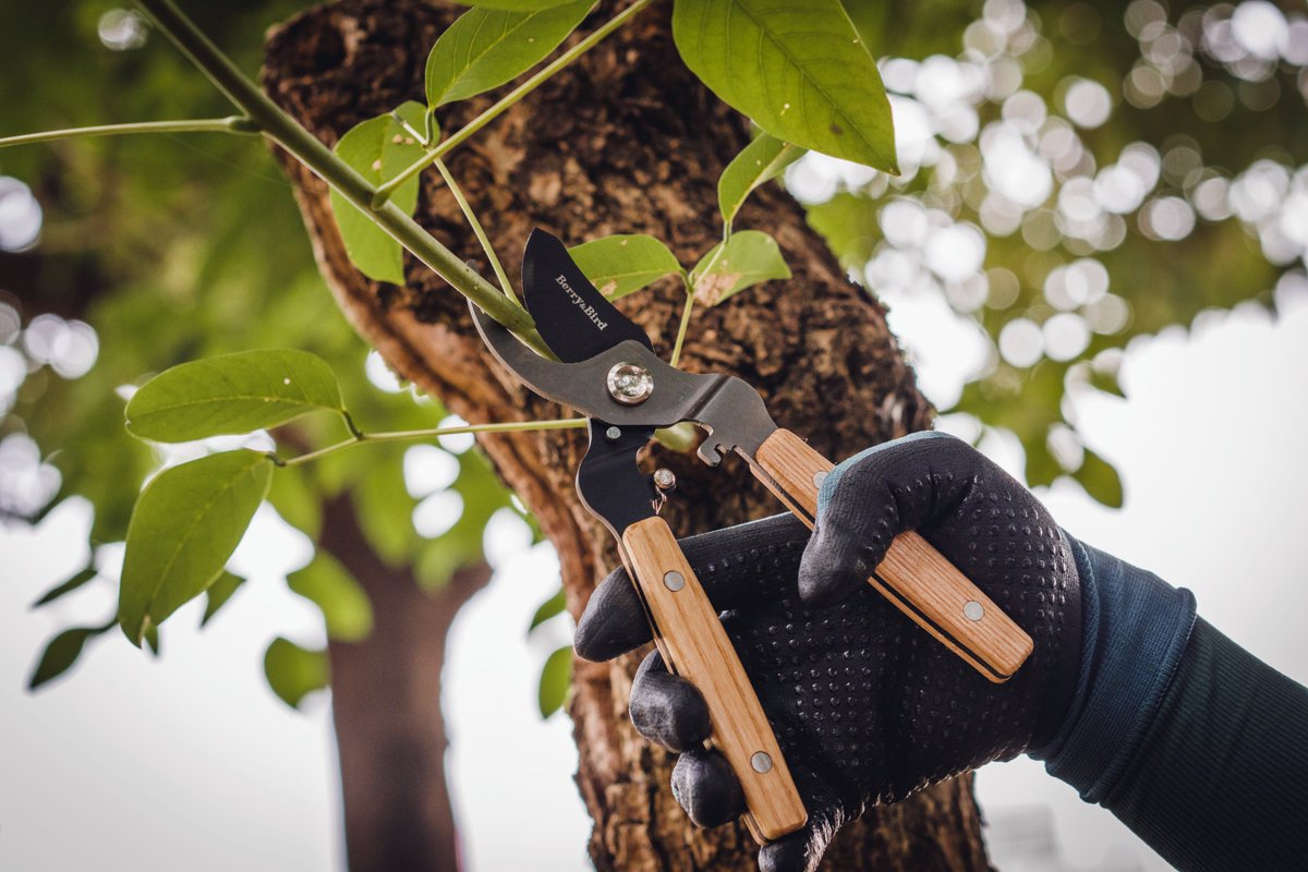 Rean44405011's tweet photo. [Use] the newly purchased rune tools to trim the withered maple branches before the wind blows! https://t.co/DOiuGqK1YP