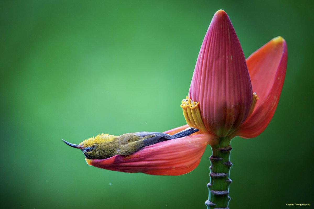DrTOMontgomery's tweet photo. Sunbird bathing in a banana bract.

Gotta be the coolest bath tub in the world

Note: this is NOT AI.  It is the work of award-winning Vietnamese photographer Thong Duy Vu.

The bird is a garden sunbird (Cinnyris jugularis). https://t.co/JIo2feX1LE