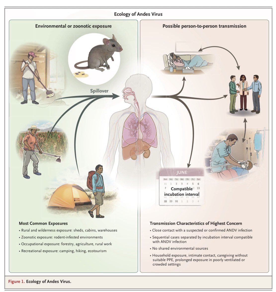 infeccHRUmalaga's tweet photo. Que NO se olvide este virus tan letal☠️porque ha dejado de ser noticia 🦠⛴️En @NEJM REVISIÓN sobre #ANDESVIRUS🐁(#Hantavirus)
🔸Epidemiologia🐭
🔸Clínica🫁🫀🩸
🔸Diagnóstico🧬
🔸Tratamiento💊
🔸Puntos clave🗝️
Guárdalo🗂️pero ojalá no te haga falta!🤞🏻
🔗🆓https://t.co/EUDoExWskZ https://t.co/HIniCnnS5m