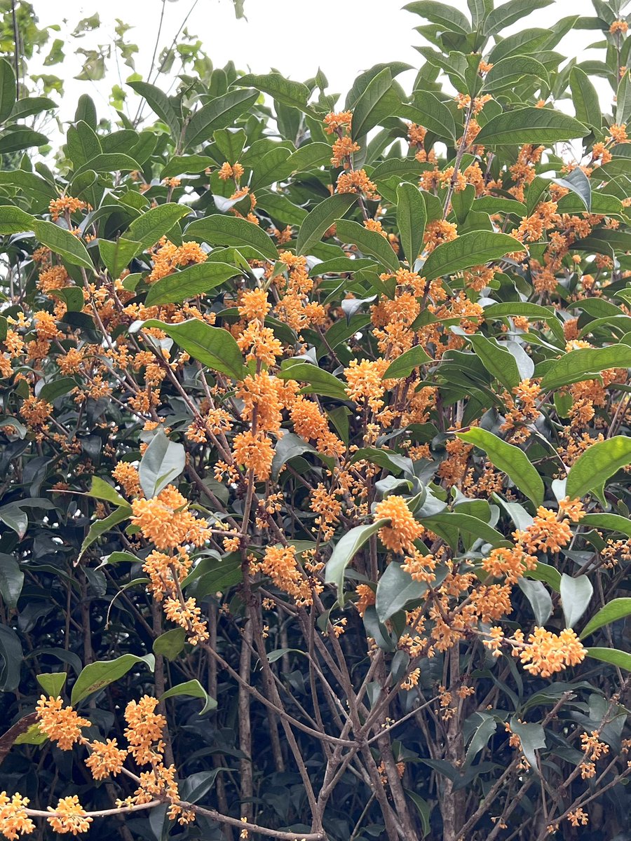 Utatane97237779's tweet photo. 2026年10月5日㈪
おはようございます
今週もよろしくお願いします

🧡💛🧡𓏲𓂅𓂅
まだまだ佳い香り
*•.❥🧡ᶠⁱⁿᵉ ᶠⁱⁿᵉ 🧡*•.❥❥(˘͈ᵕ ˘͈＊)❥*.

キンモクセイ(金木犀)
《花言葉》謙虚、気高い人、真実
                真実の愛、初恋、陶酔
#flowers
#TLを花でいっぱいにしよう https://t.co/VbKtZeAji7