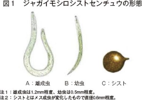 r230614_shin's tweet photo. ＜拡散希望＞
#アメリカ産寄生虫ジャガイモ輸入に反対
高市がアメリカのために、一度入ると根絶不能な「病害虫ジャガイモシストセンチュウ」を日本に輸入します。
一度入ったら日本のジャガイモ農家は壊滅し、ナスやトマトも被害を受けます。高市は食料安全保障を破壊し再起不能にする拝米売国奴です。 https://t.co/kY7jFp4o3G
