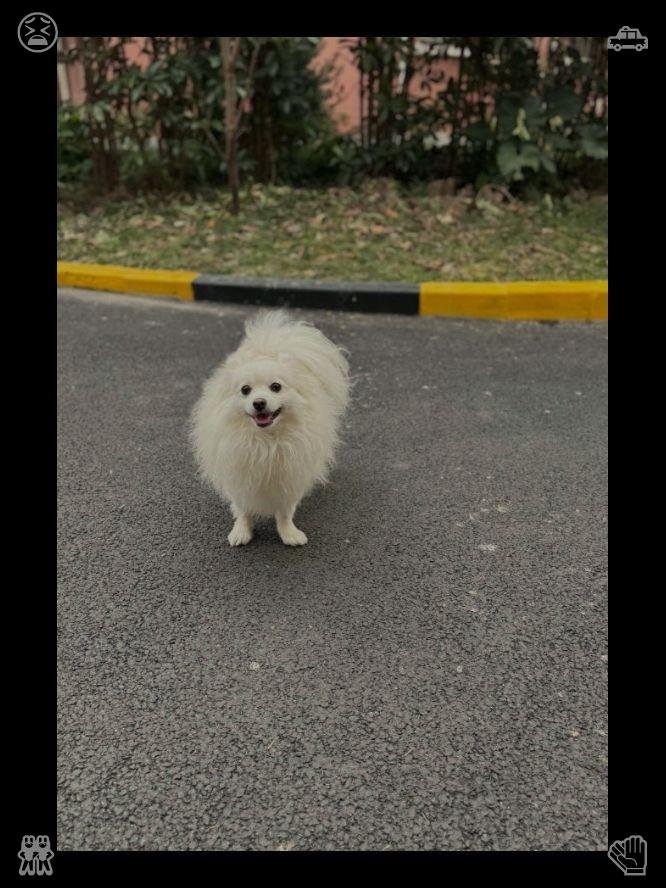 jvbrandalise's tweet photo. After a while, Milo climbed back down the tree, his paws a little sore from the bark, but his heart full of joy and pride, proud that he had climbed the tree, that he had seen the world from above.🐤Walk with son after rain Puddles to jump in https://t.co/00TiBNzRmw