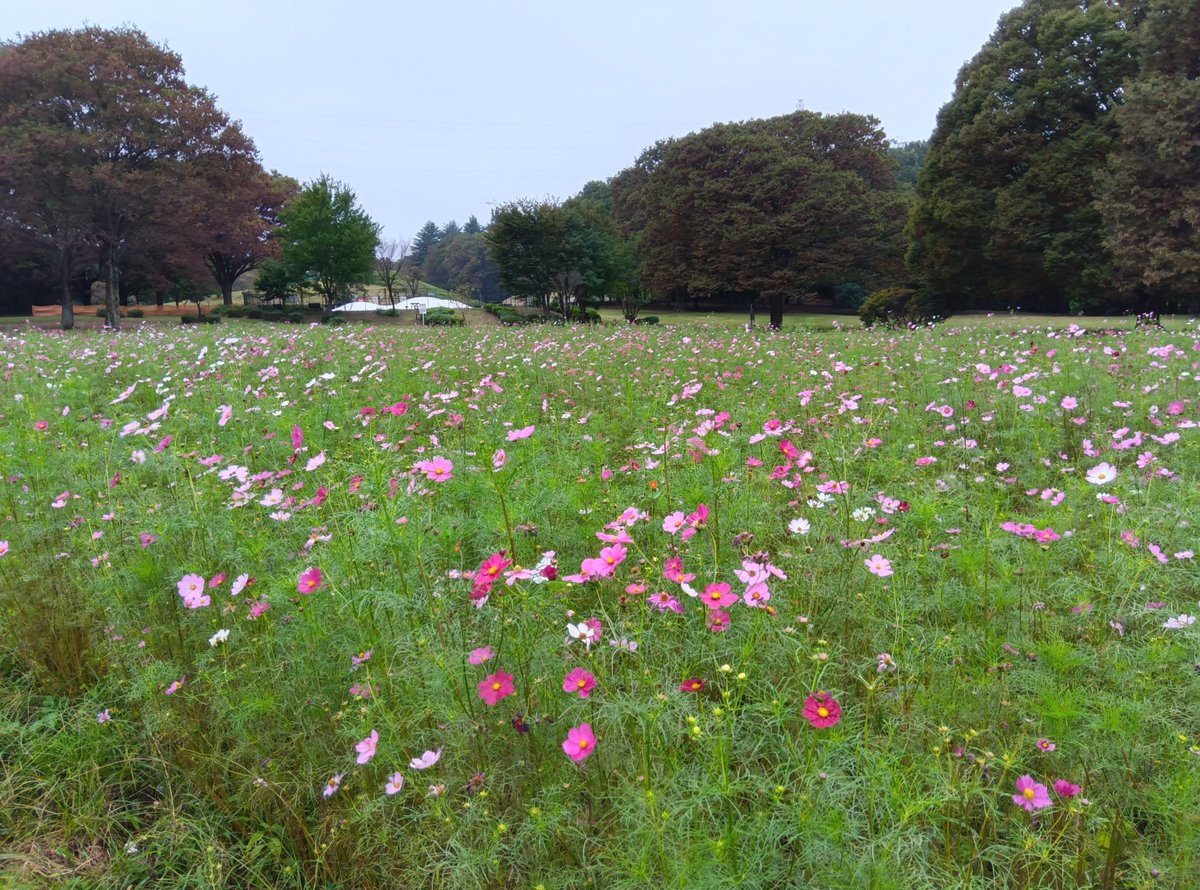 ParksKoganei's tweet photo. 【コスモス開花状況】
つつじ山広場のコスモス花壇では、現在7割ほどが開花しています。場所によって見え方に差があるので、花壇をぐるっとまわってお気に入りの鑑賞スポットを見つけてみてくださいね。 https://t.co/vS8x7eEMMw